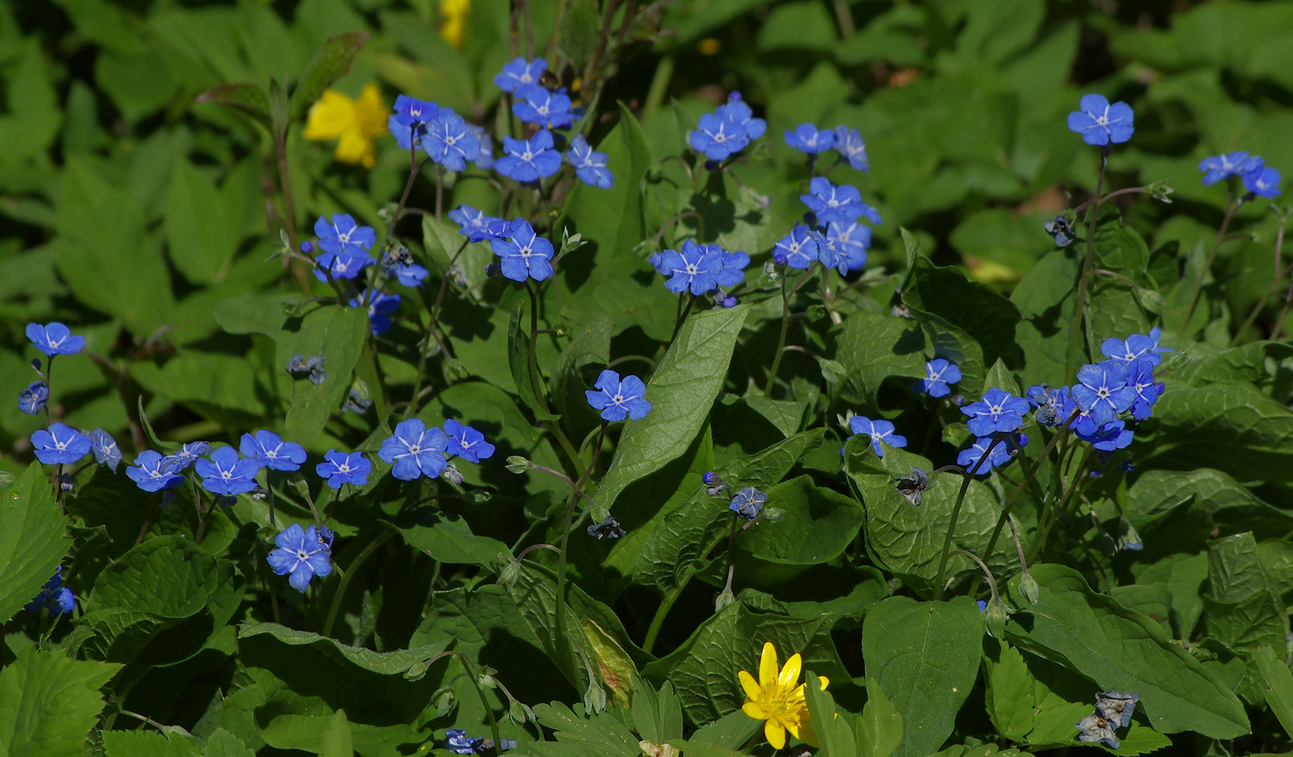 Blümchen am Neckar