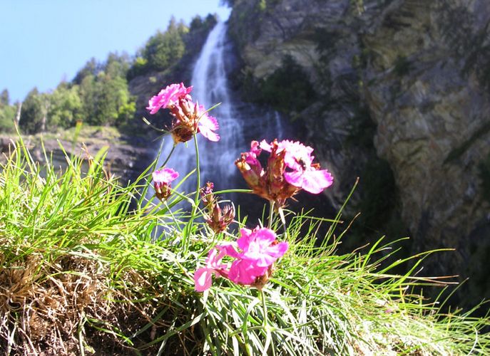 Blümchen am Rande des Wasserfalls