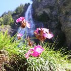 Blümchen am Rande des Wasserfalls