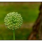 Blümchen am Samstag