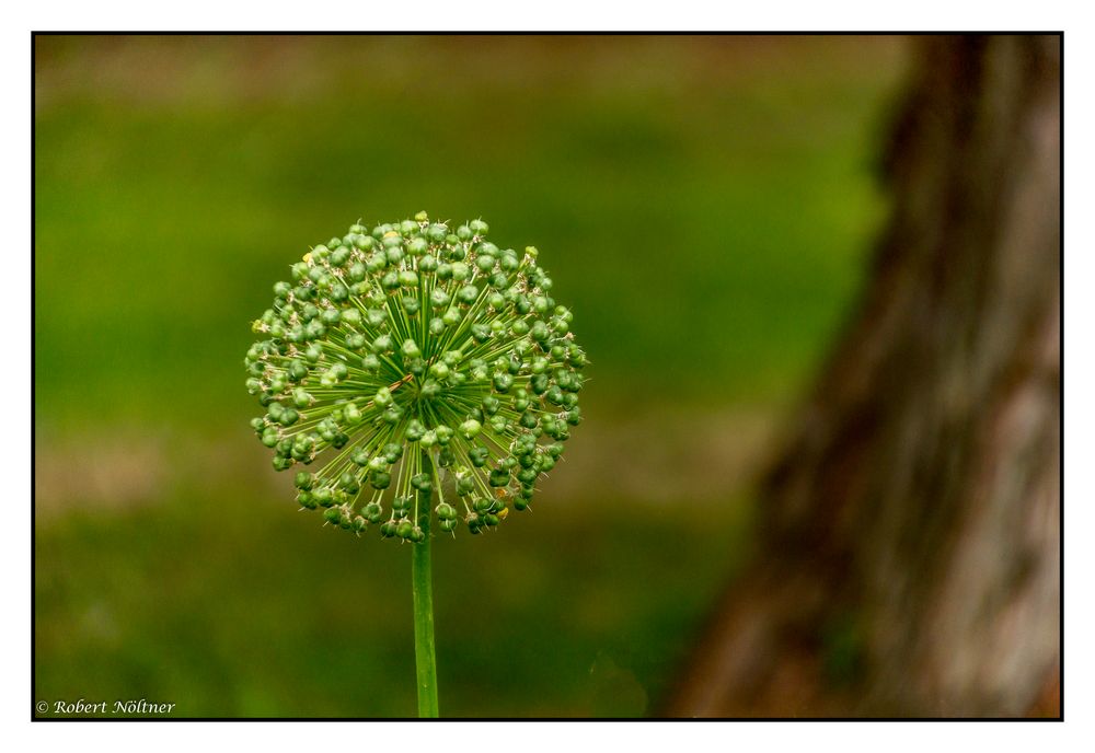 Blümchen am Samstag