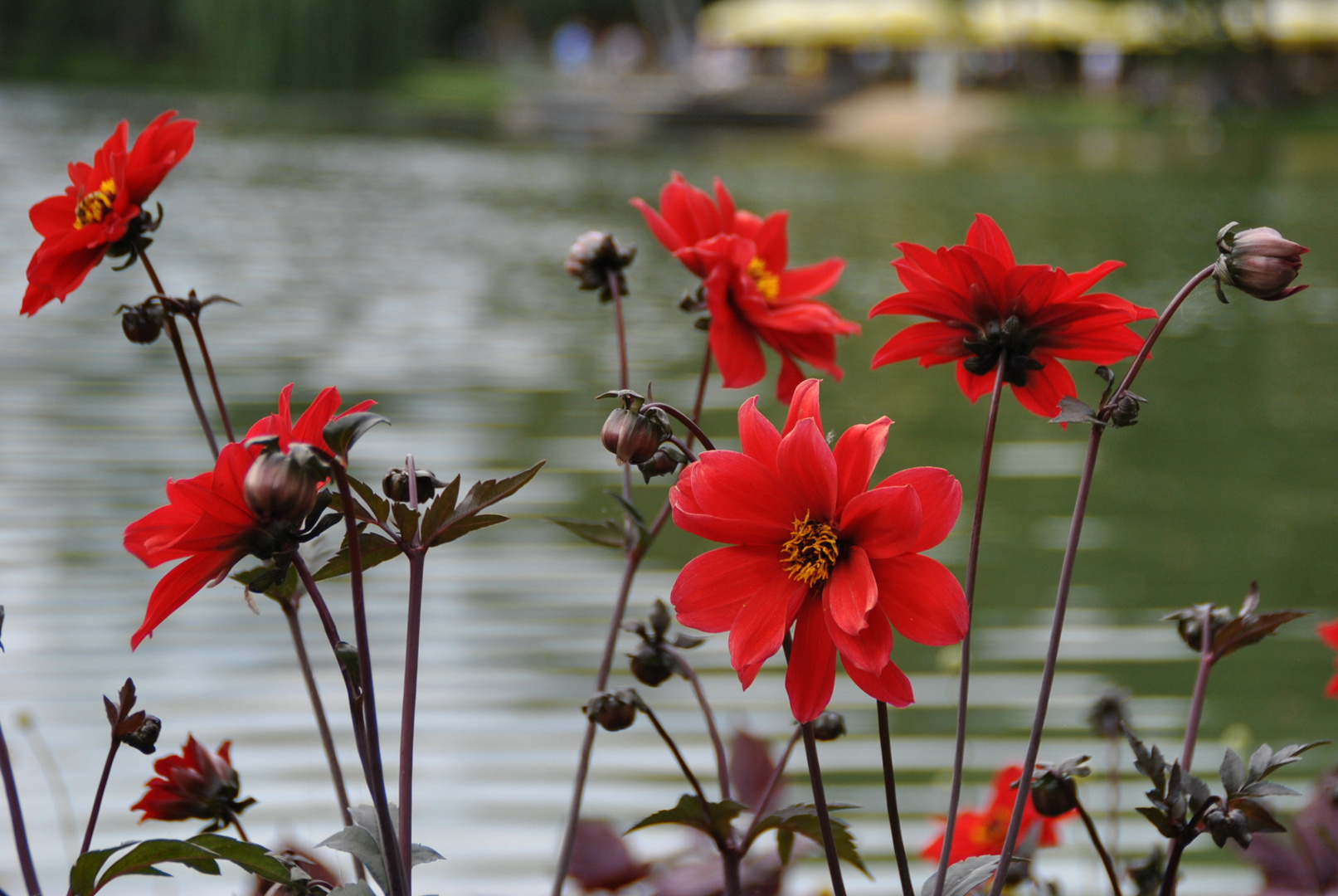 Blümchen am See