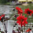 Blümchen am See