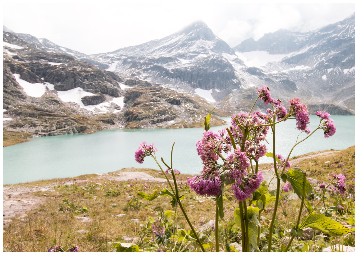 Blümchen am See