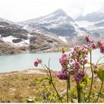 Blümchen am See