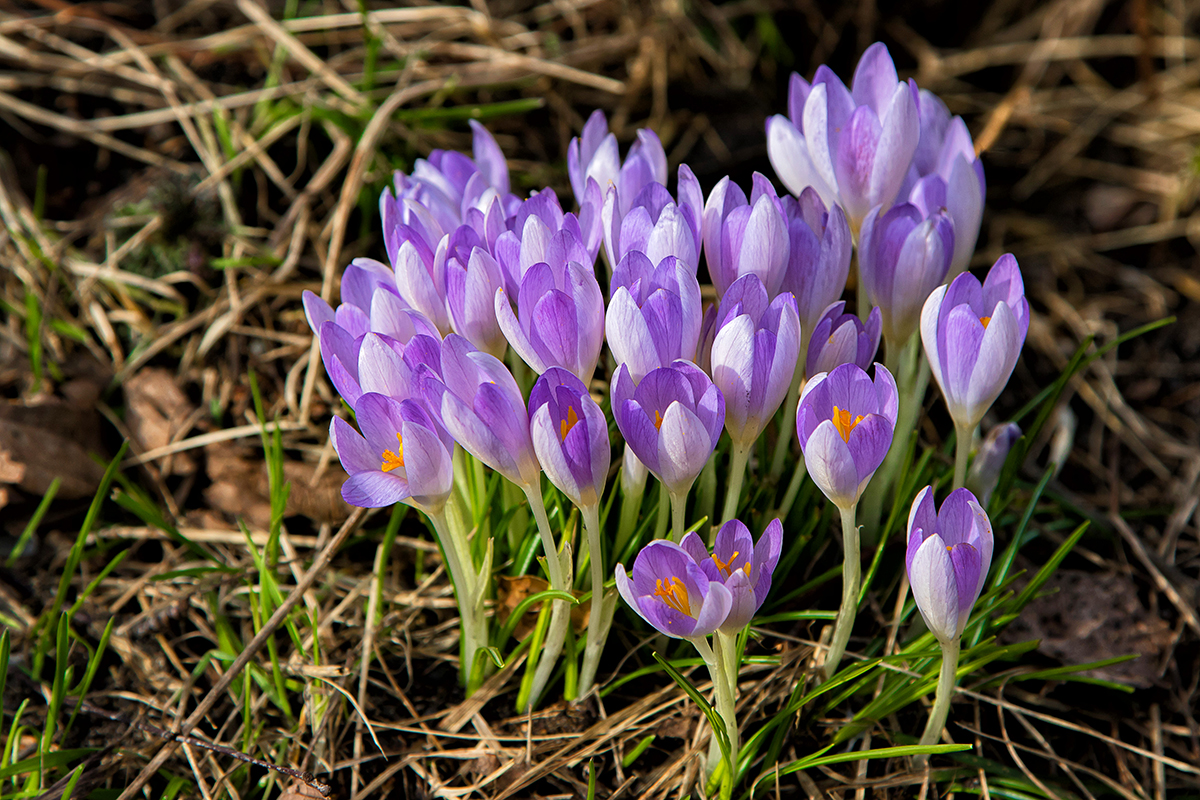 Blümchen am Sonntag