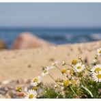 Blümchen am Strand 