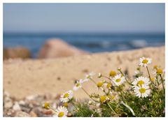 Blümchen am Strand 