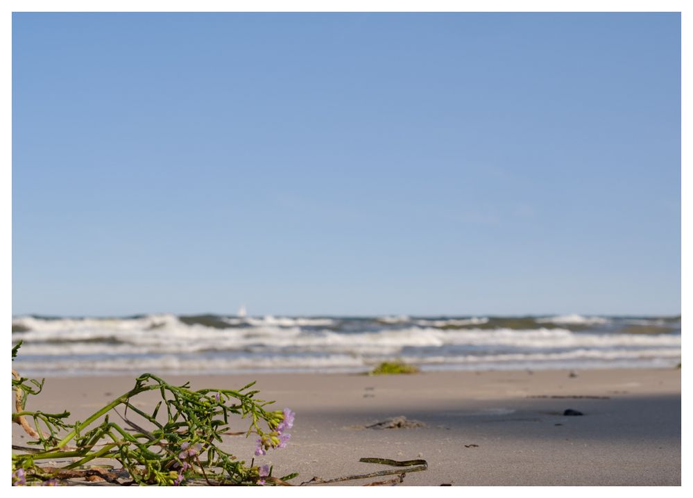 Blümchen am Strand