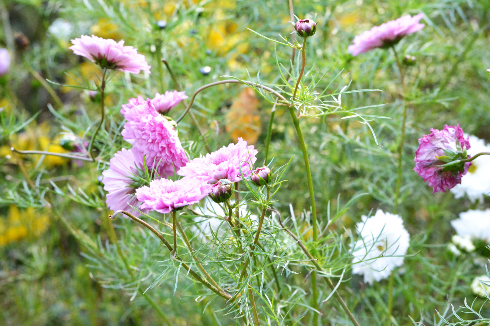 Blümchen am Strauch