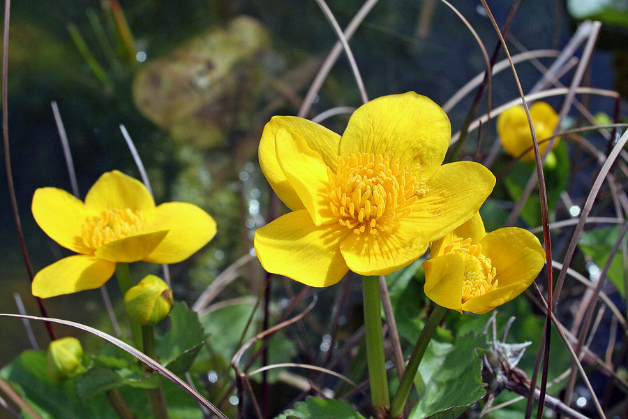 Blümchen am Teich