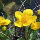 Blümchen am Teich