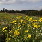 Blümchen am Traumpfad