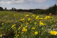 Blümchen am Traumpfad