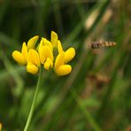 Blümchen am Waldrand