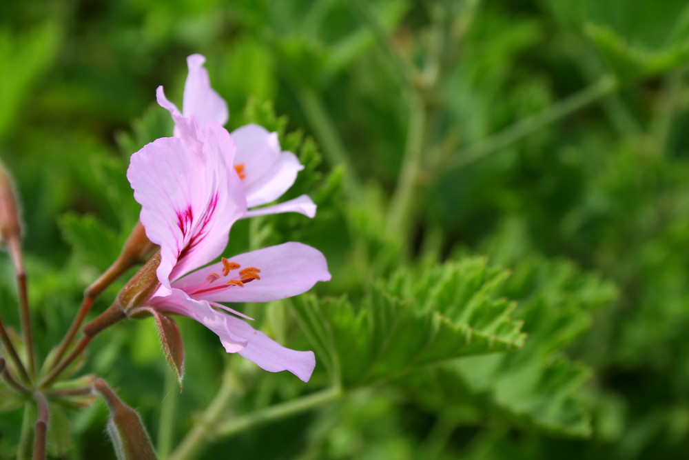 Blümchen am Waldrand