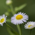 Blümchen am Waldweg