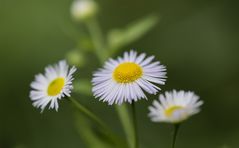 Blümchen am Waldweg