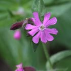 Blümchen am Waldweg