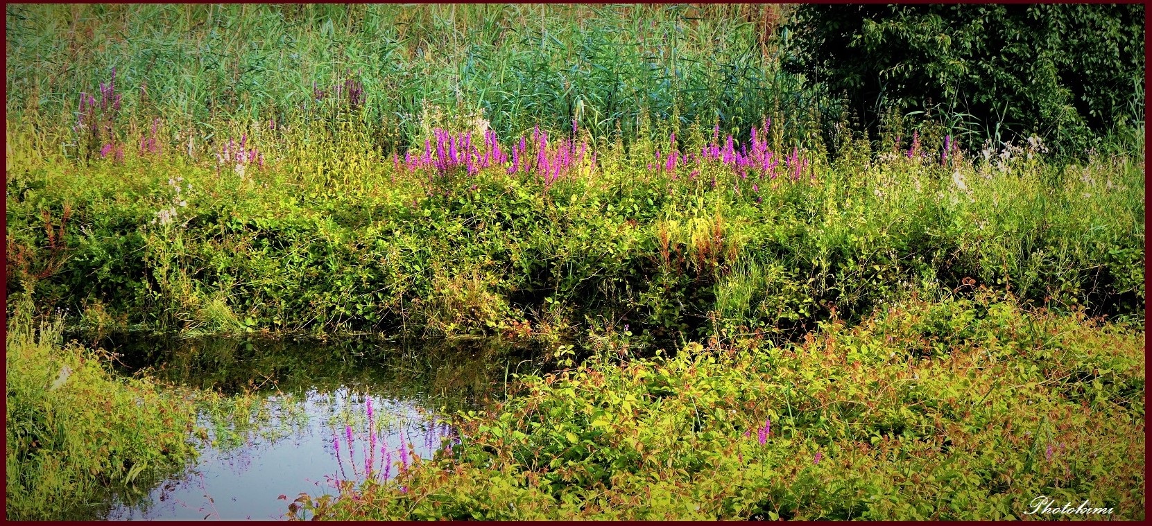 Blümchen am Wasserrande (V)