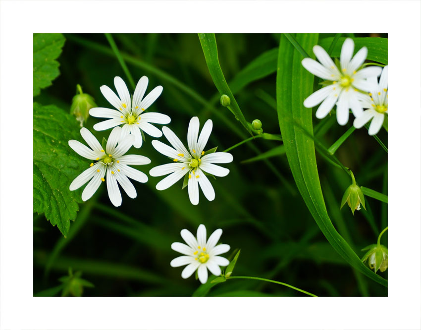 Blümchen am Weg