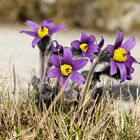 Blümchen am Wegesrand