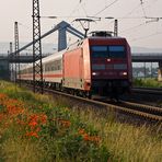 Blümchen am Wegesrand