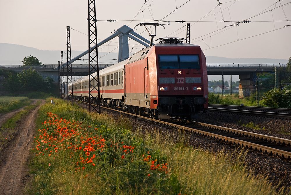 Blümchen am Wegesrand