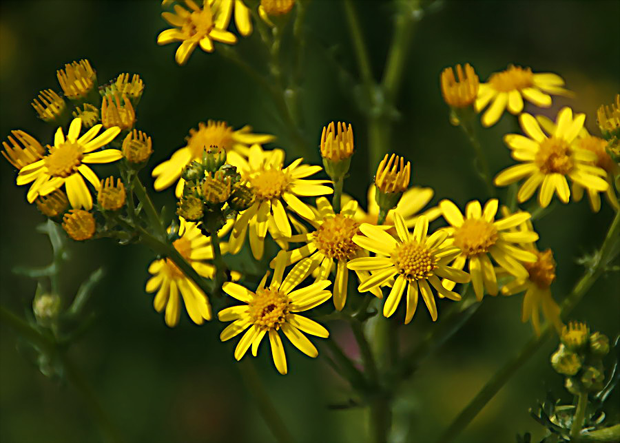 Blümchen am Wegesrand