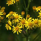 Blümchen am Wegesrand