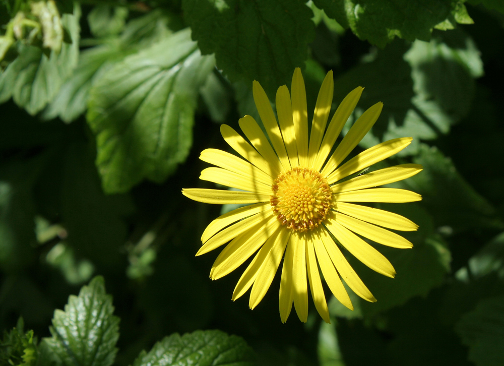 Blümchen am Wegesrand