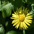 Blümchen am Wegesrand