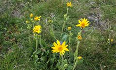 Blümchen am Wegesrand (1)