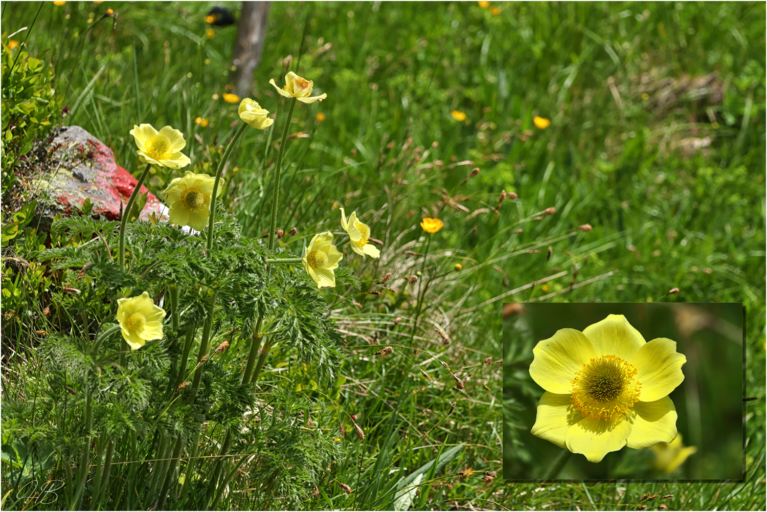 Blümchen am Wegesrand