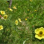 Blümchen am Wegesrand