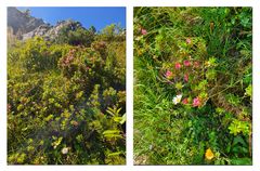 Blümchen am Wegesrand (2)