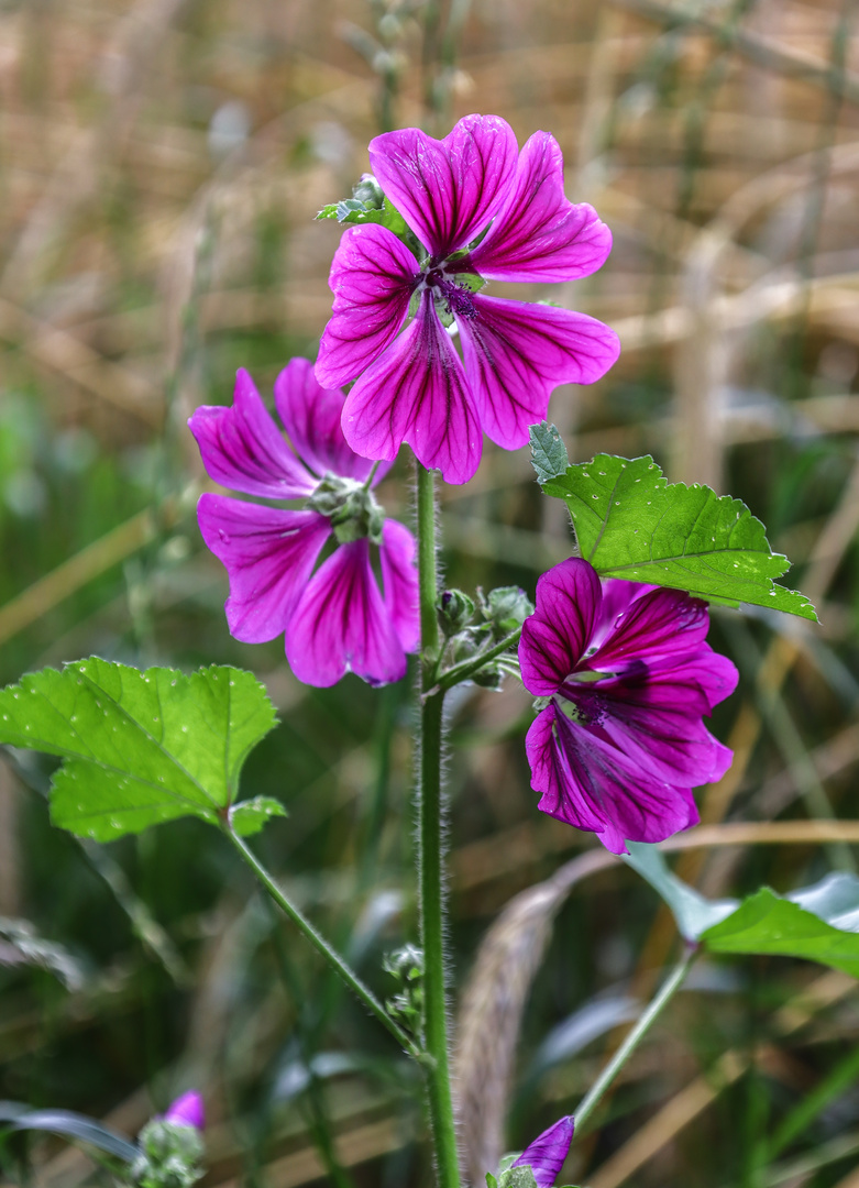 Blümchen am Wegesrand...