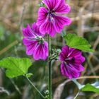 Blümchen am Wegesrand...