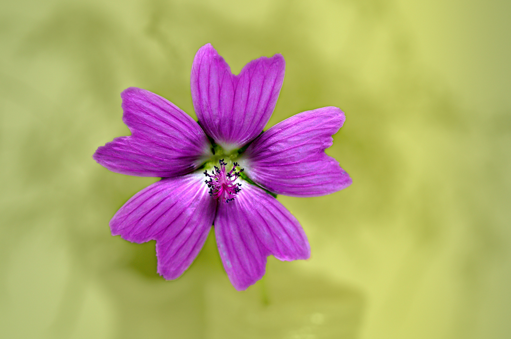 Blümchen am Wegesrand