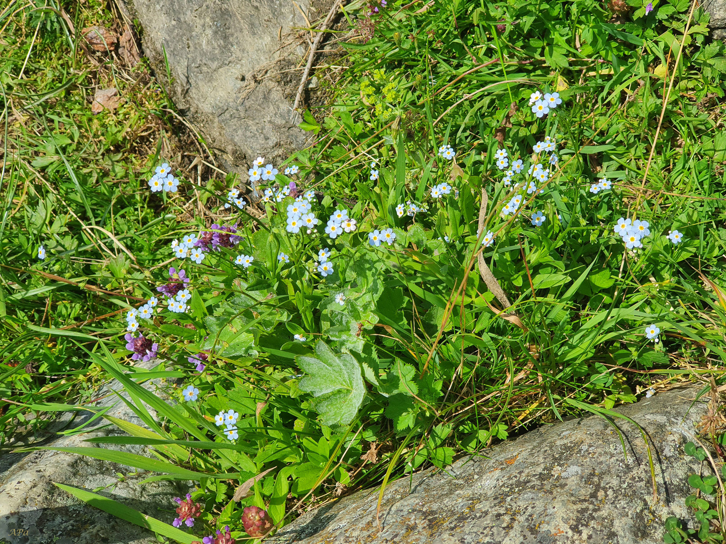 Blümchen am Wegesrand