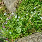 Blümchen am Wegesrand