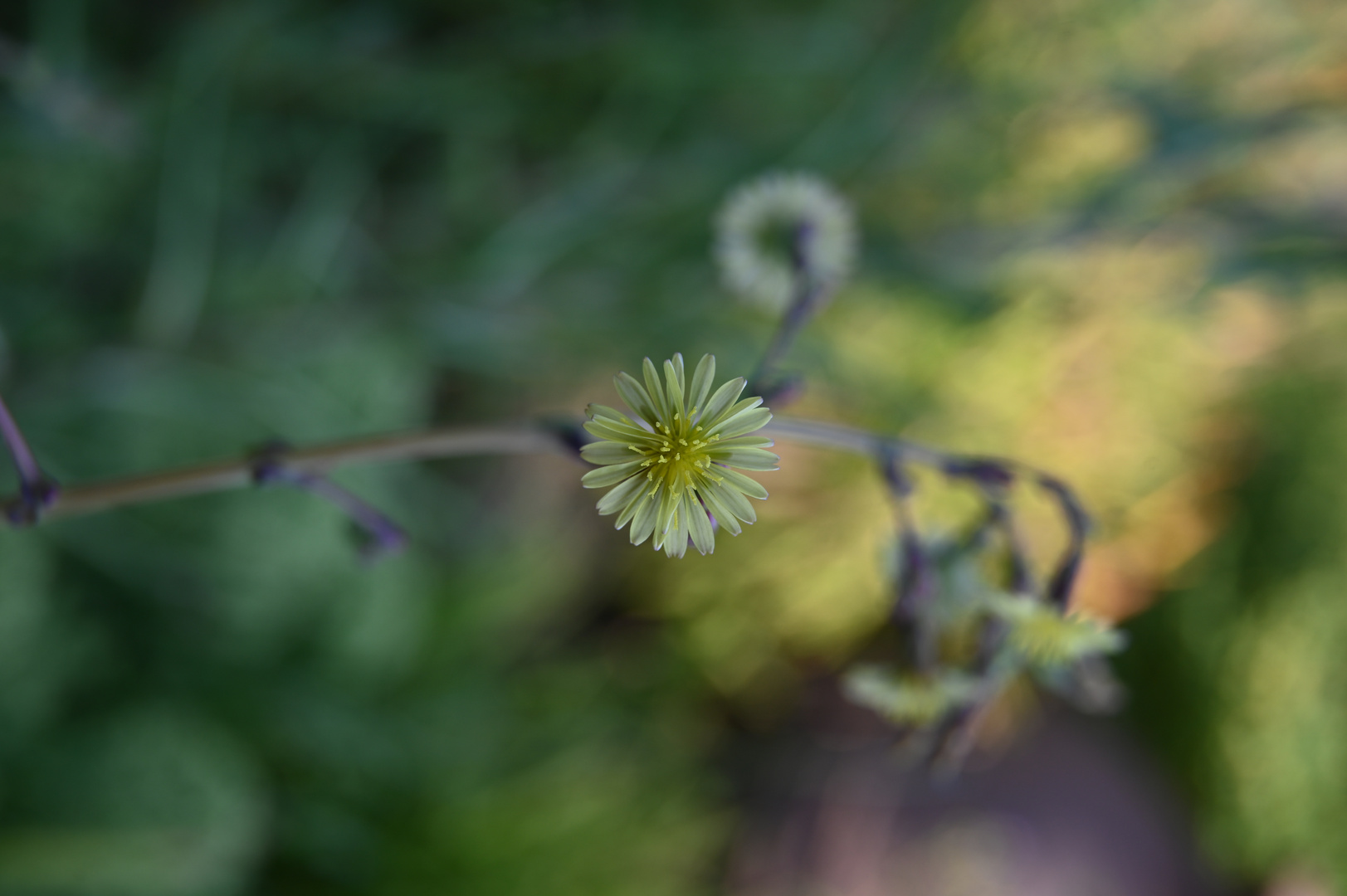 Blümchen am Wegesrand