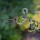 Blümchen am Wegesrand