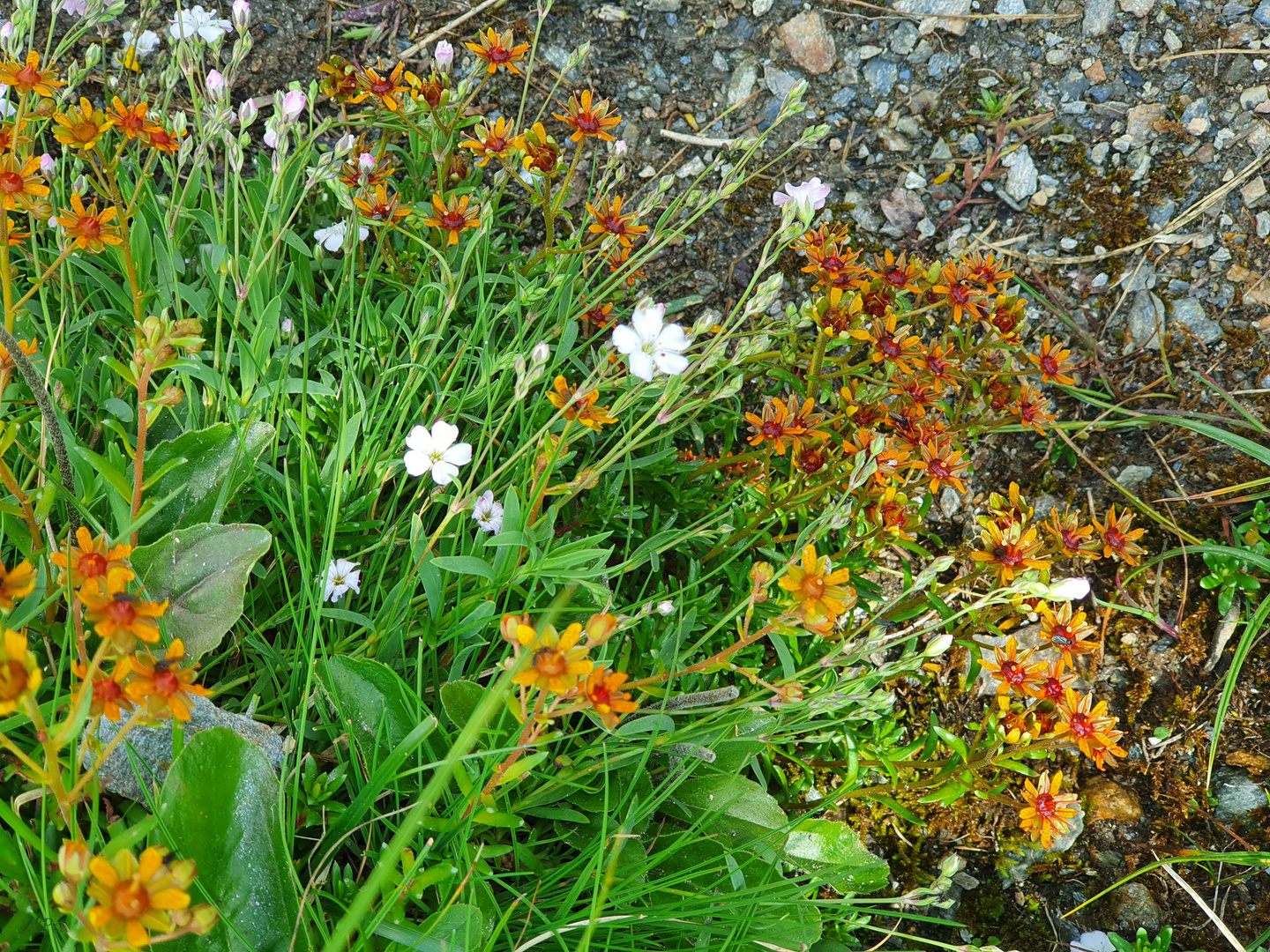 Blümchen am Wegesrand