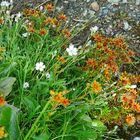 Blümchen am Wegesrand