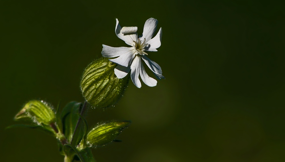 Blümchen am Wegesrand