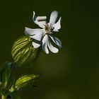 Blümchen am Wegesrand