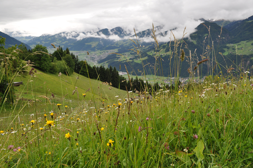 Blümchen am Wegesrand