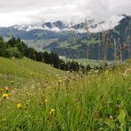 Blümchen am Wegesrand