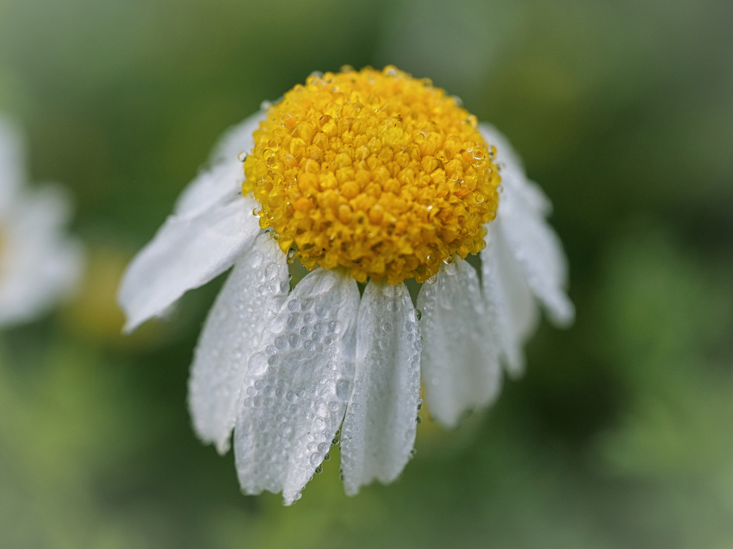 Blümchen am Wegesrand